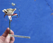 Mystery paper sculptures found again at Edinburgh International Book Festival