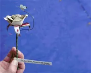 The mystery paper sculptor strikes again