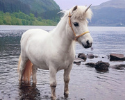 Meet Princess with The Unicorn Experience