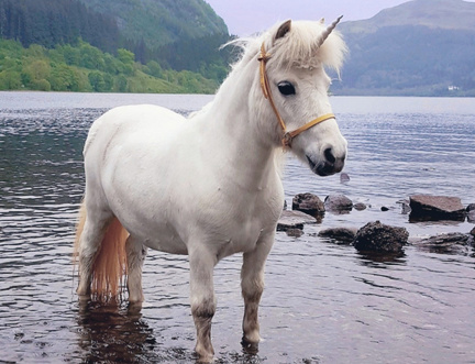 Meet Princess with The Unicorn Experience